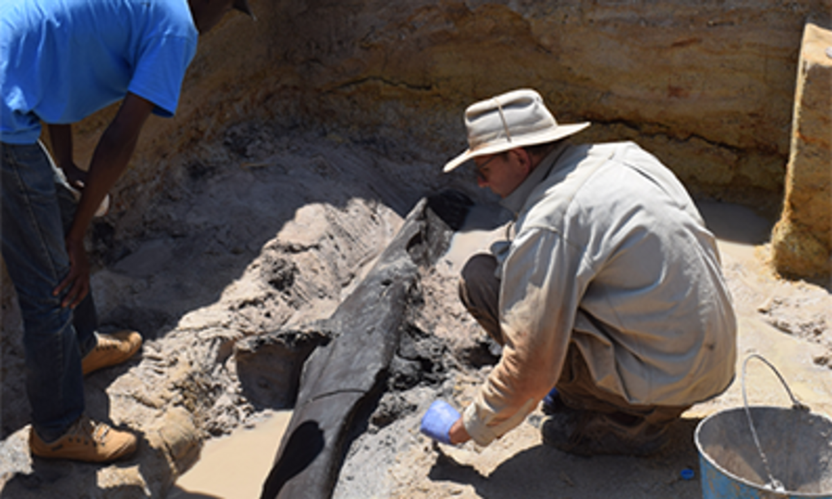 World’s oldest wooden structure discovered in Zambia