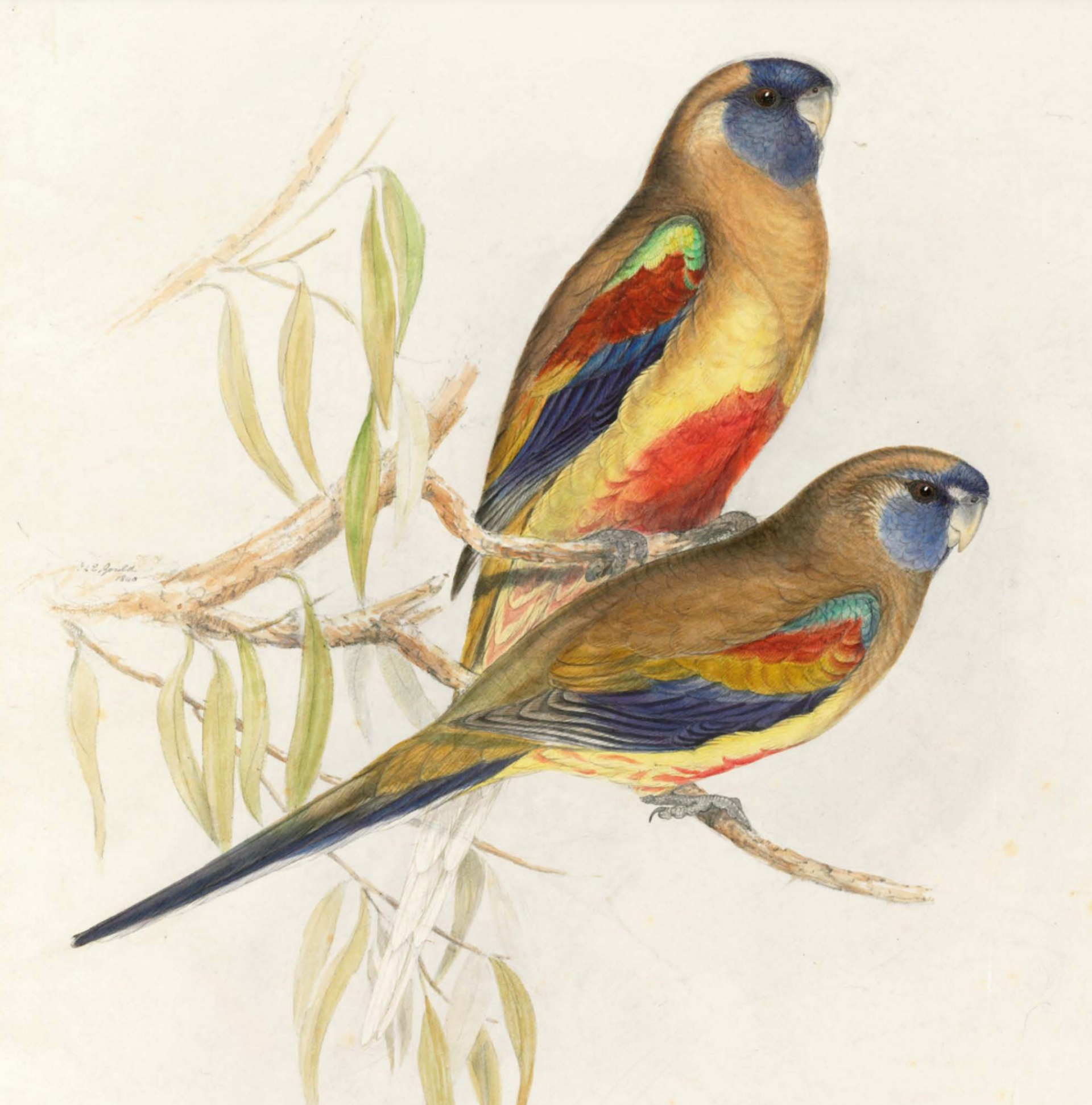 John Gould’s Original Drawings, Vols I and II (around 1840), had an export bar placed on it and was bought for £1,288,000 by a UK-based individual who lent them to London’s Natural History Museum Photo courtesy of the Arts Council