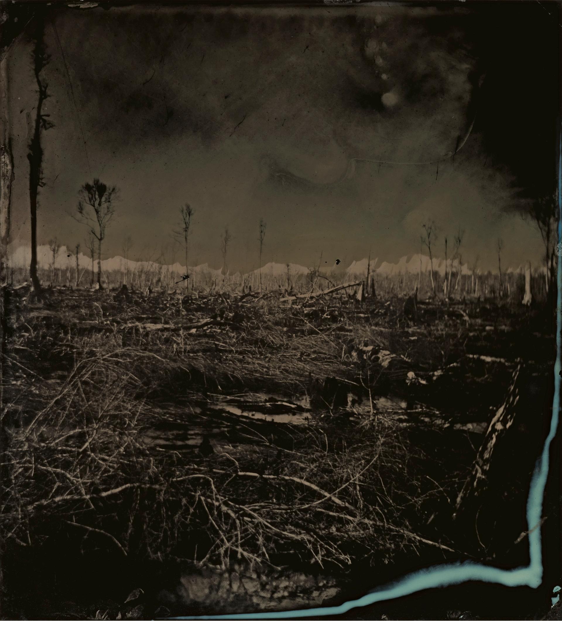 Blackwater 3, from the series Blackwater, 2008–12, Tintype © Sally Mann, courtesy of the artist and Gagosian


