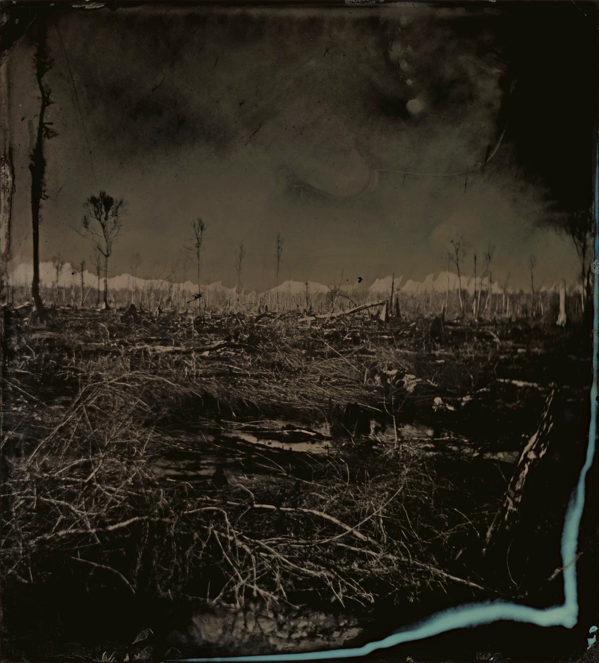Blackwater 3, from the series Blackwater, 2008–12, Tintype © Sally Mann, courtesy of the artist and Gagosian