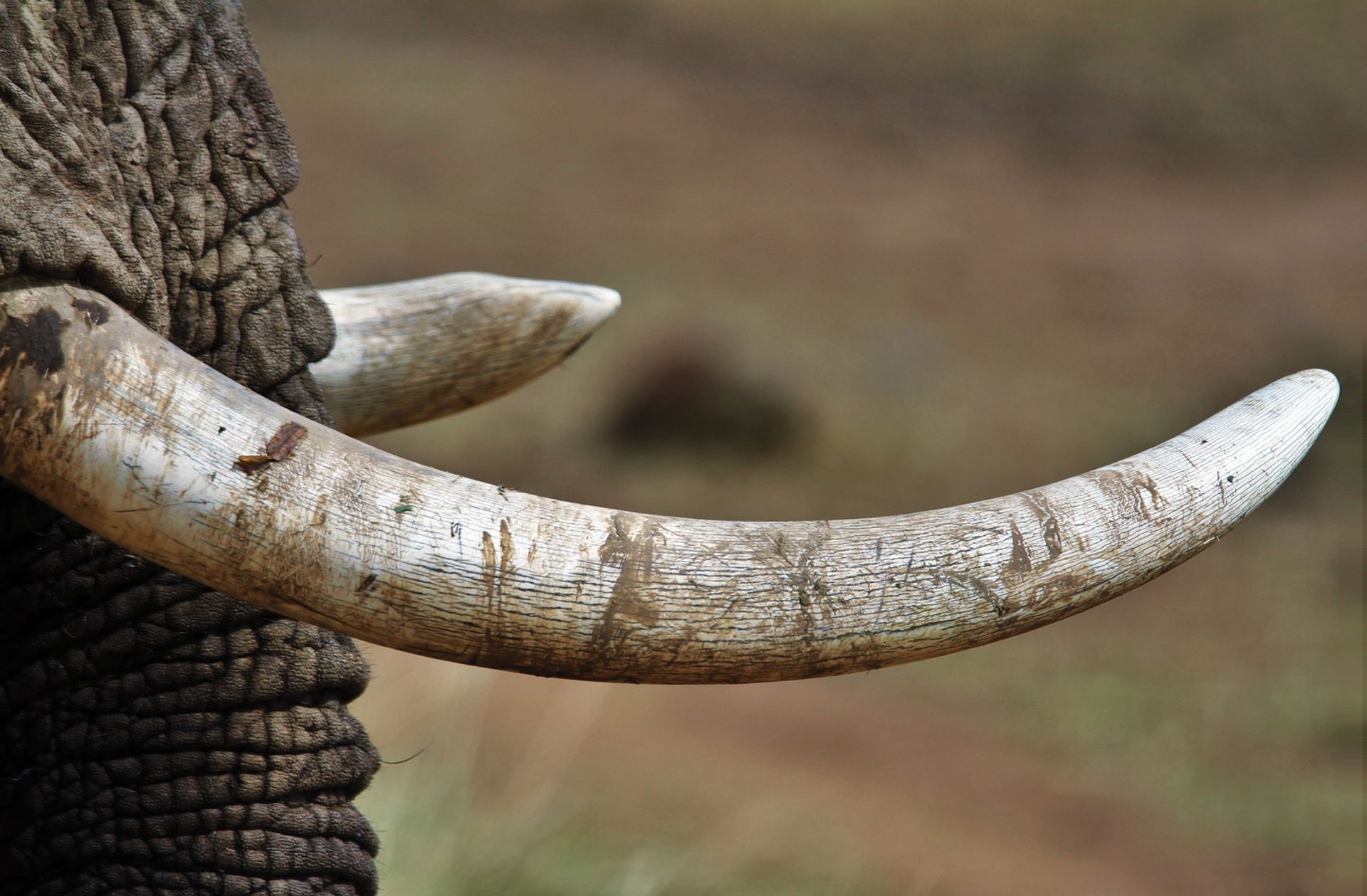 The bill to ban the UK trade in ivory had its second reading in parliament in June Pawan Sharma