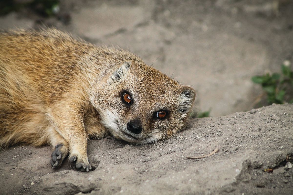 A reported 100,000 mongooses a year are slaughtered to make paintbrushes and shaving brushes © Gaborfejes