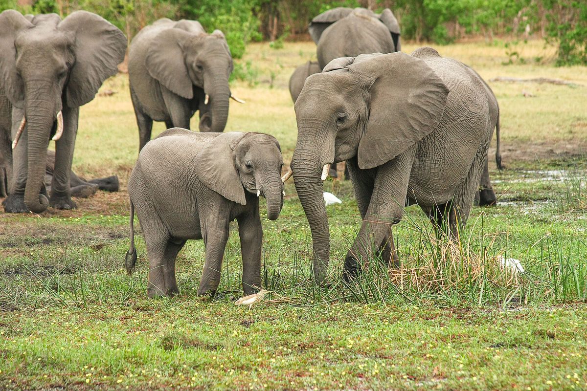 A law with draconian implications that will do little or nothing to protect the elephant
