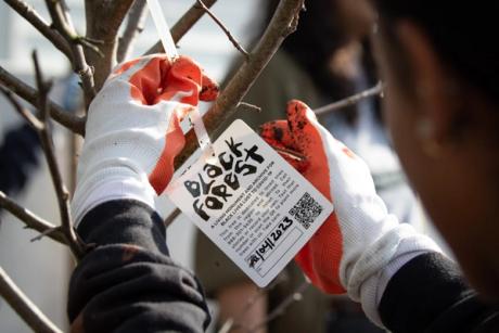  Tree-planting project memorialising Black lives lost brings 40,000 trees to urban centres across the US 
