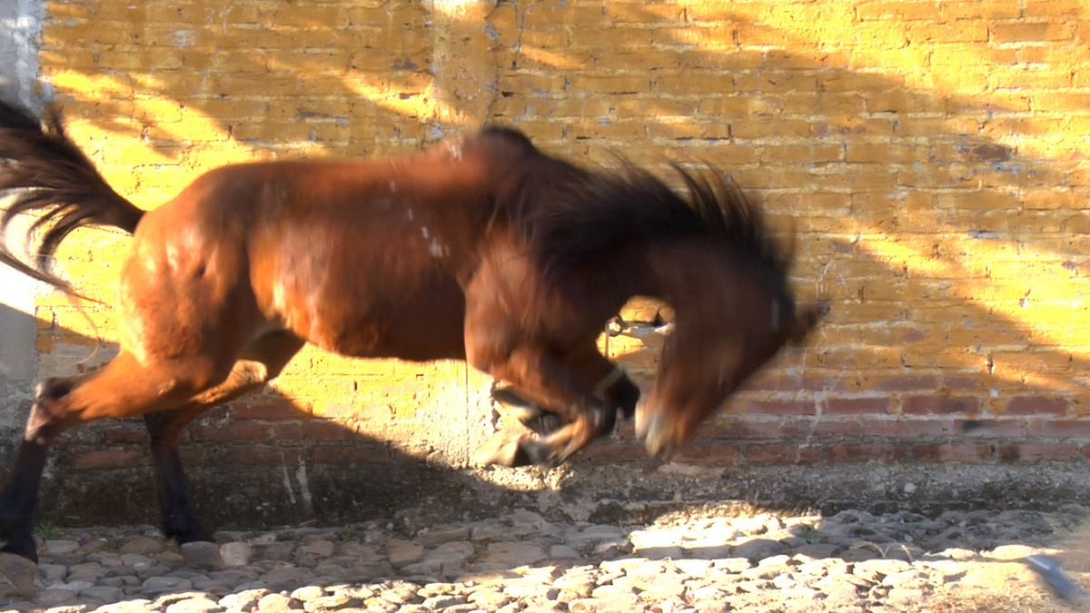 Adel Abdessemed's video Don’t Trust Me shows animal slaughtering techniques still practiced in Mexico. Displays of the work have been shut down by animal rights activists in the past © Adel Abdessemed