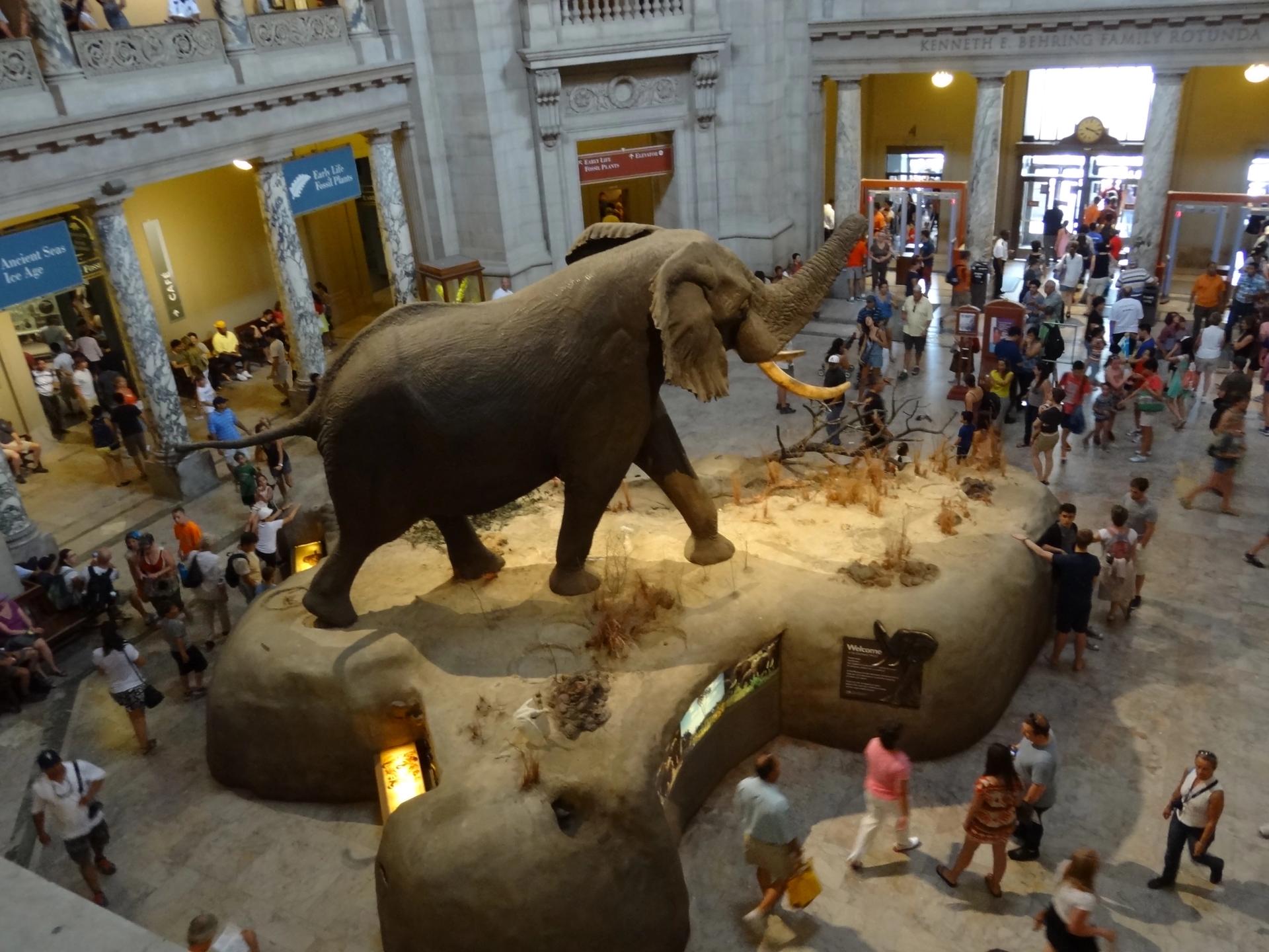 Visitors enter the National Museum of Natural History in Washington, DC Photo: Flickr user verifex