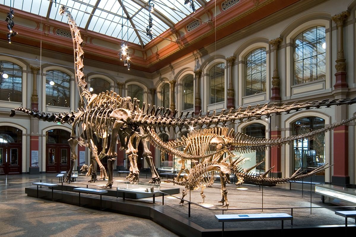 Berlin's Museum of Natural History will get a huge cash injection