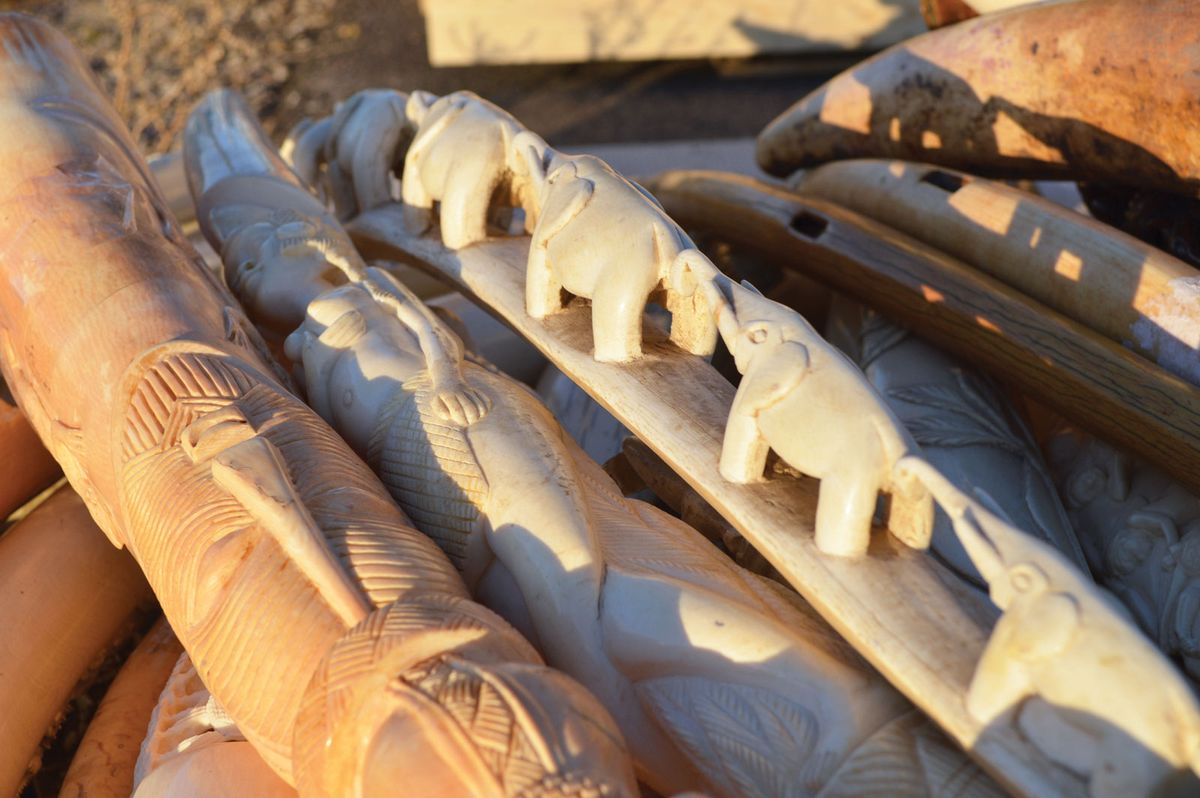 The UK has introduced tough new ivory regulations Ivy Allen/USFWS
