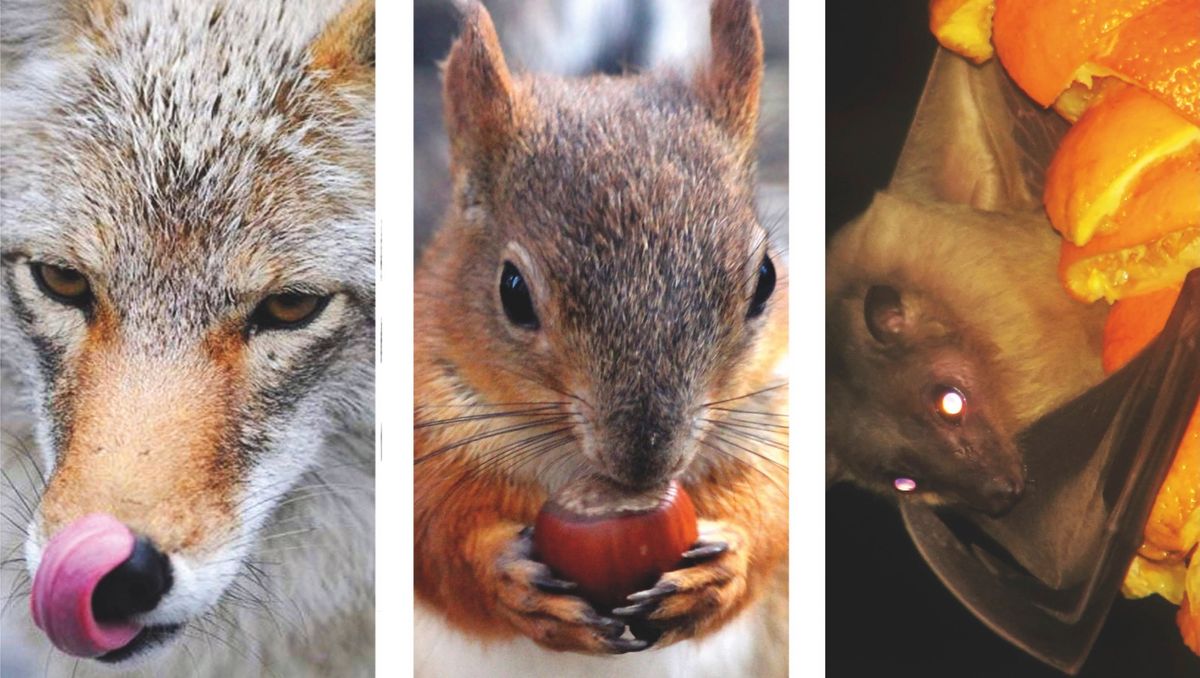 Gina Fischli, detail from Ravenous and Predatory (2021)