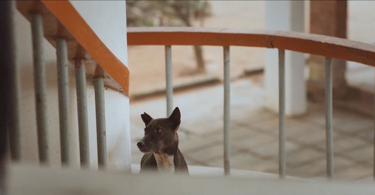 Daniel Steegmann Mangrané's film Fog Dog (2020) will be on view at Esther Schipper, Berlin until 2 May Courtesy the artist and Esther Schipper, Berlin Film stills © Daniel Steegmann Mangrané