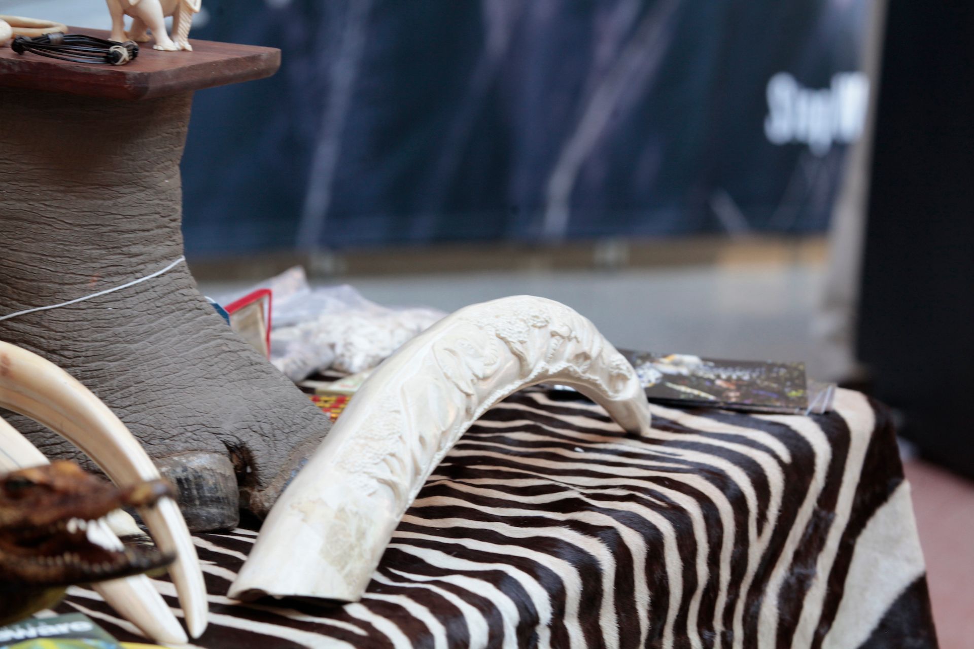 Confiscated illegal wildlife products, including a carved elephant tusk, on display at a US Fish and Wildlife Service event at Atlanta airport in 2016 US Fish and Wildlife Service Southeast Region, via Flickr