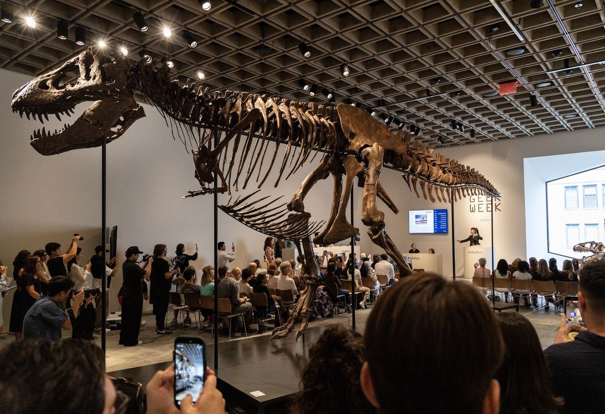 Gus goes under the hammer Photo: Matthew Sherman, Courtesy Sotheby’s
