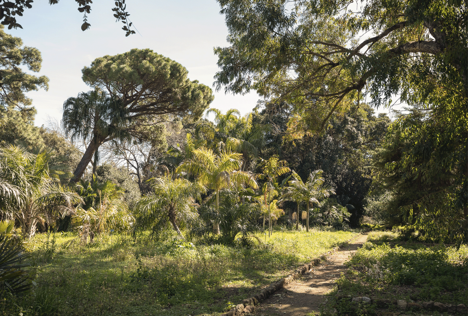 Palermo's Botanical Garden was a “key inspiration” for the curatorial vision of Manifesta 12 Courtesy of OMA
