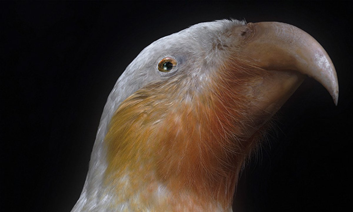 New Zealand's Venice Biennale pavilion explores the secret life of birds