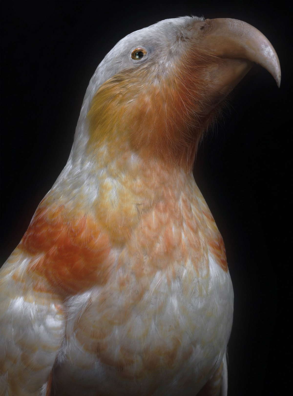Fiona Pardington’s Kākā kura, Nestor meridionalis septentrionalis, colour morph, Rangataua, Tongariro (2025)
Courtesy the artist and Collection of the Museum of New Zealand Te Papa Tongarewa