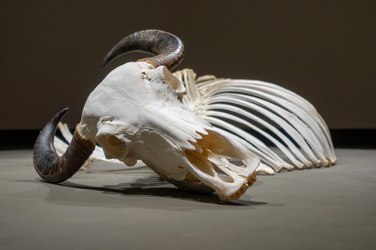 Ozan Atalan's installation Monochrome (2019) features a buffalo skeleton Courtesy the artist. Photo: Sahir Ugur Eren