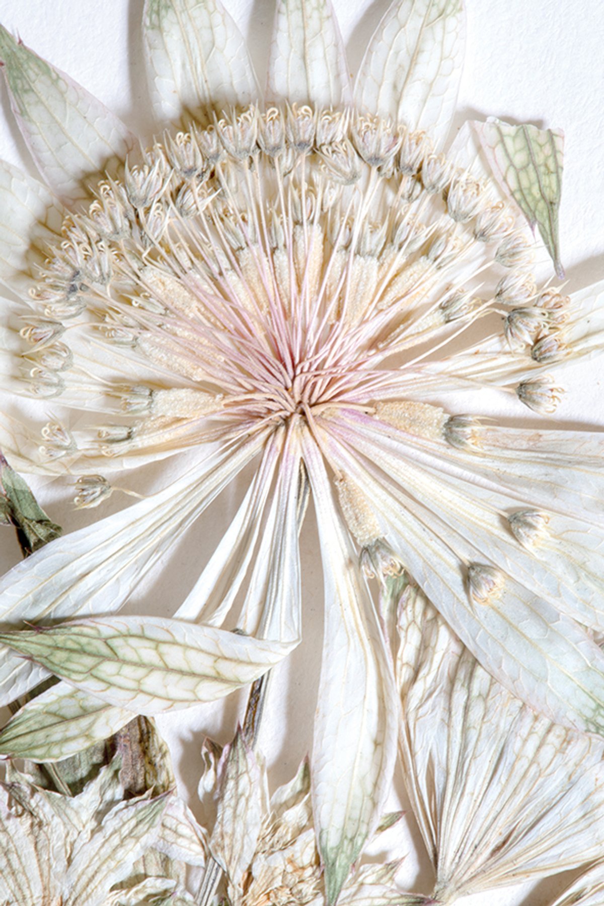 Flora intacta: untouched for a century, the Engelsberg Timm collection specimens have the near-unique distinction of retaining their pristine 19th-century settings Photo Lena Granefelt, © Engelsbergs Arkiv/Nordstjernan.