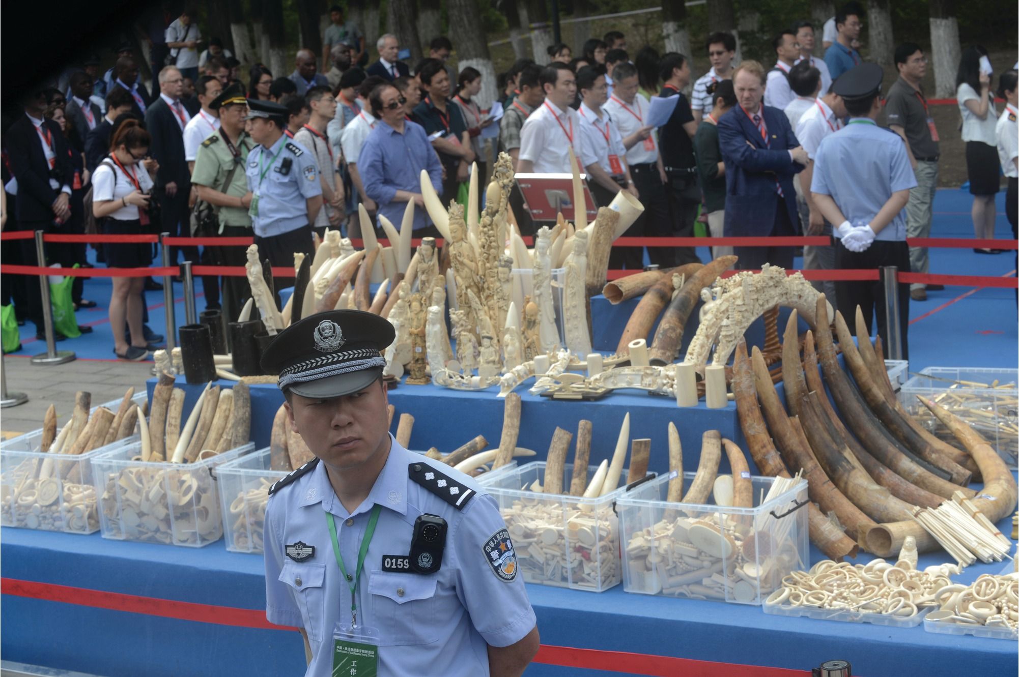 China To Ban Ivory Trade This Year   284e3e3a488582d4e866c9fdc59966b08c93b491 2002x1331 