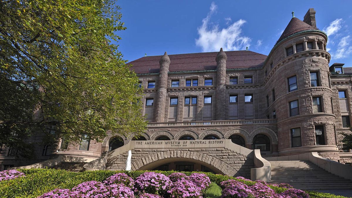 The American Museum of National History in New York D. Finnin/© AMNH