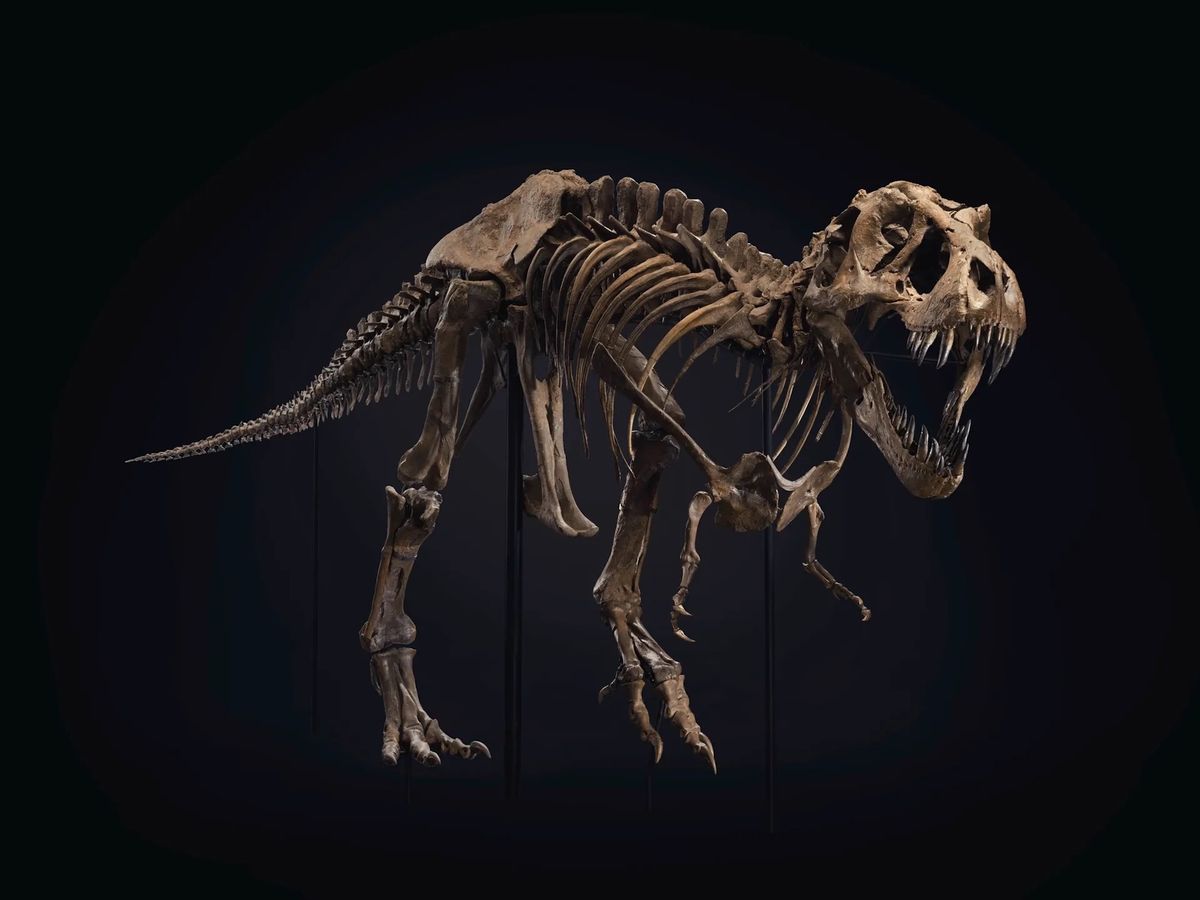 "Stan," a Tyrannosaurus Rex skeleton, achieved a record $32m at a Christie's auction in New York in October 2020. Courtesy of Christie's Images Ltd.