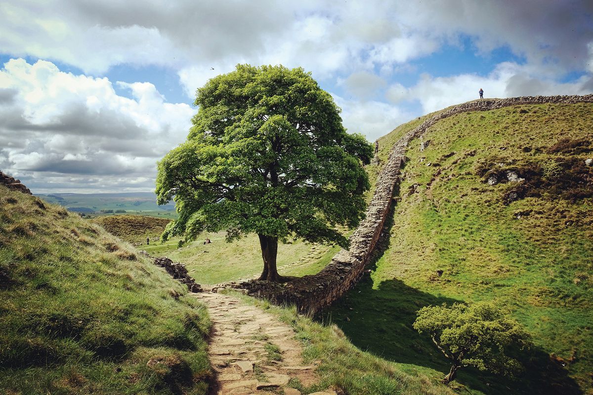 The Sycamore Gap tree on National Trust land, cut down in an apparent act of vandalism in September
Alexandra/Adobestock