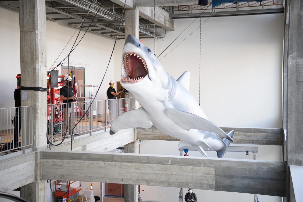 “Bruce the Shark” is installed at the Academy Museum of Motion Pictures in Los Angeles, November 2020 Photo: Todd Wawrychuk/©Academy Museum Foundation