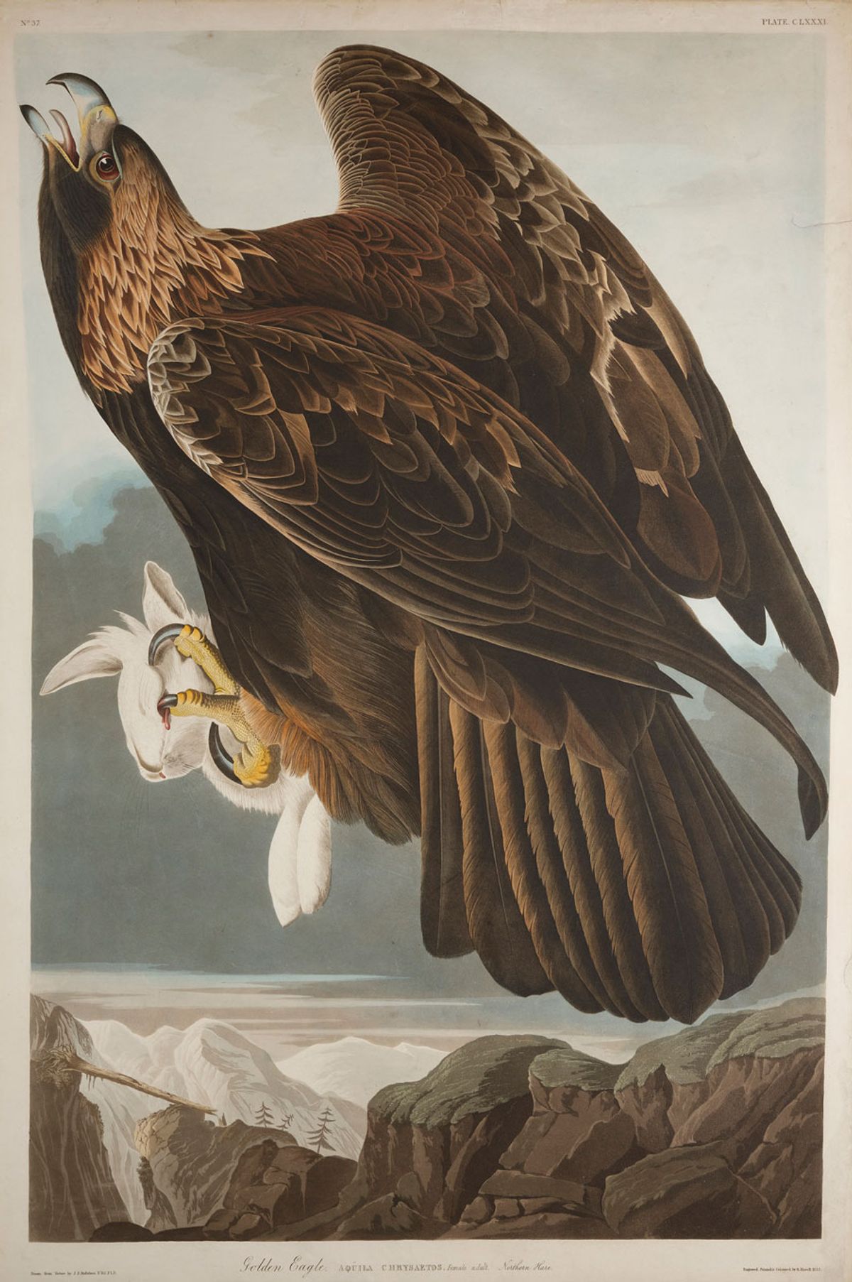 Print depicting a golden eagle from Birds of America by John James Audubon © National Museums Scotland
