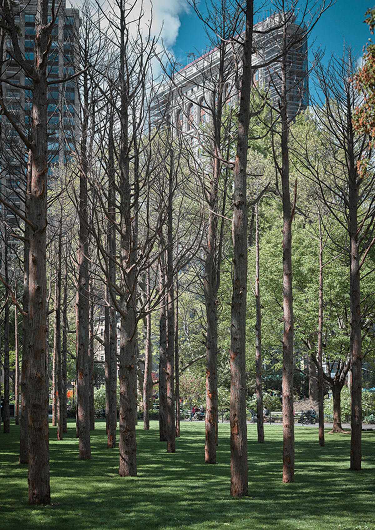 Maya Lin has sunk 49 40ft-tall salvaged white cedars into Madison Square Park Photo: Andy Romer; courtesy the artist and Madison Square Park Conservancy