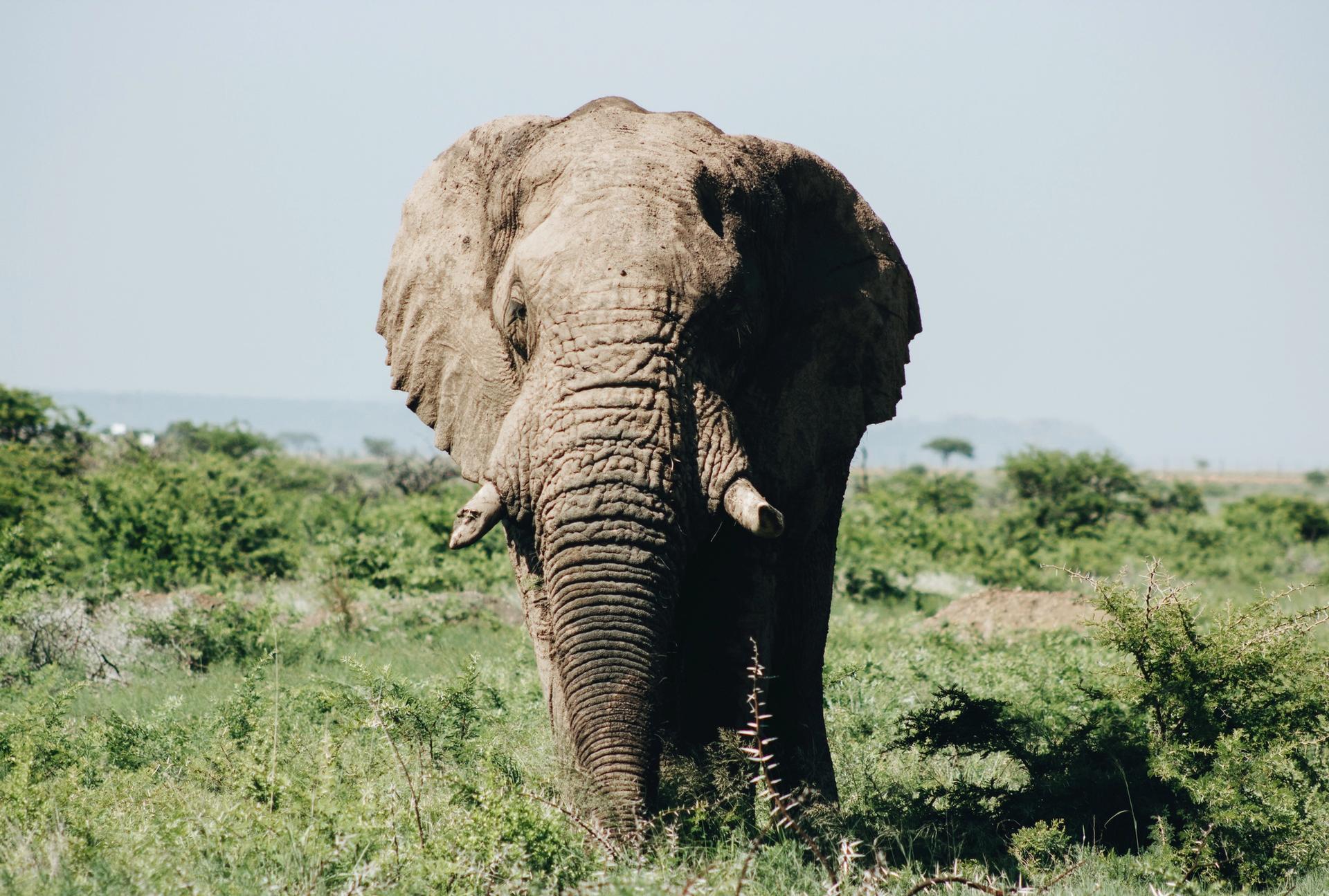 The UK is to impose tough new regulations on ivory sales Wade Lambert