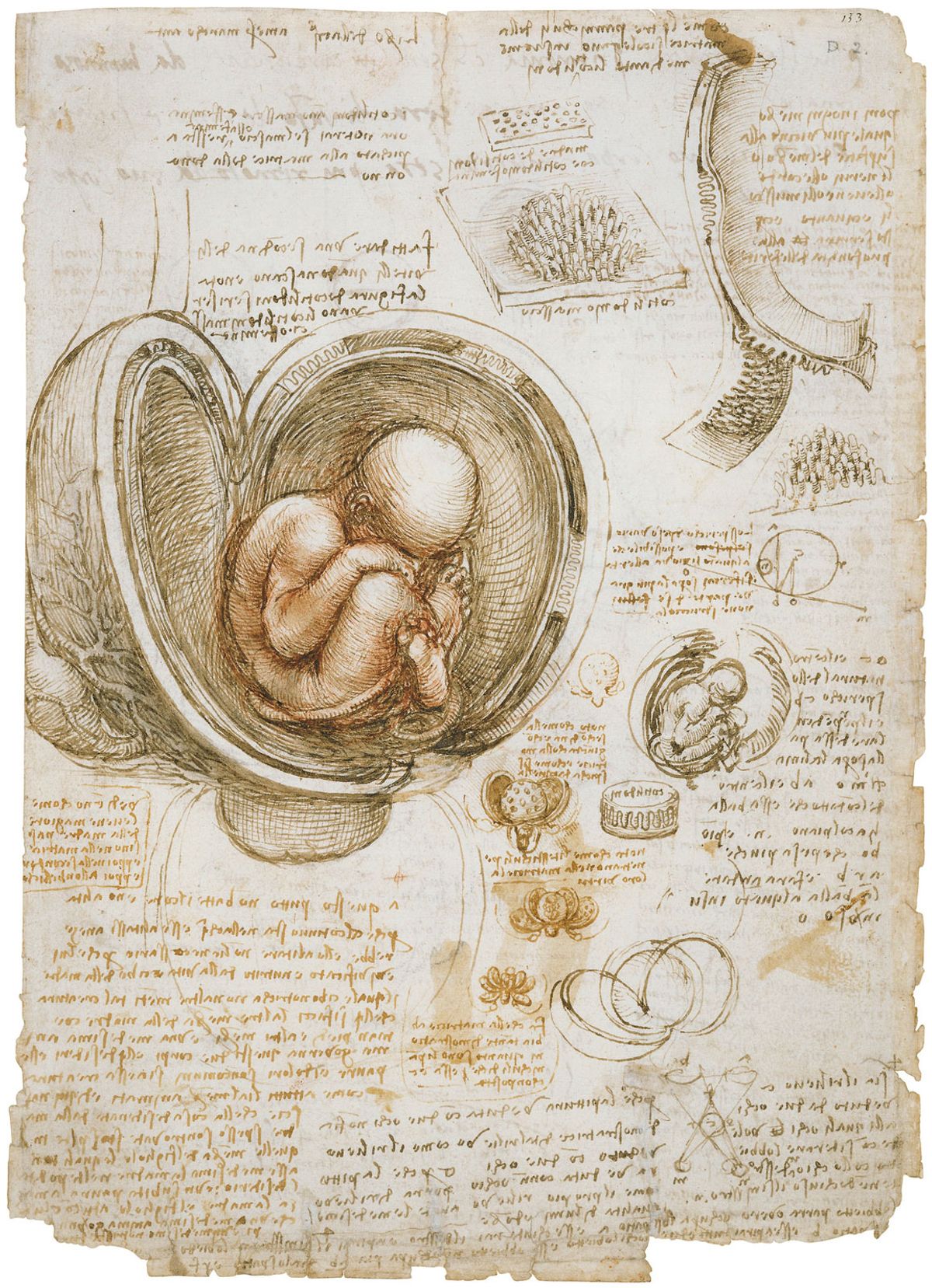 Leonardo da Vinci's The fetus in the womb (around 1511) is on show at the Queen's Gallery © Her Majesty Queen Elizabeth II 2019; Royal Collection Trust