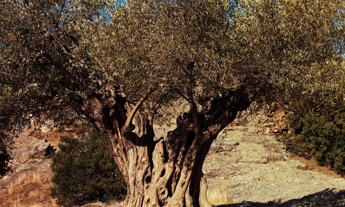 Cameras illicitly planted in Palestinian olive grove will broadcast life from the occupied West Bank to museums worldwide Cameras illicitly planted in Palestinian olive grove will broadcast life from the occupied West Bank to museums worldwide