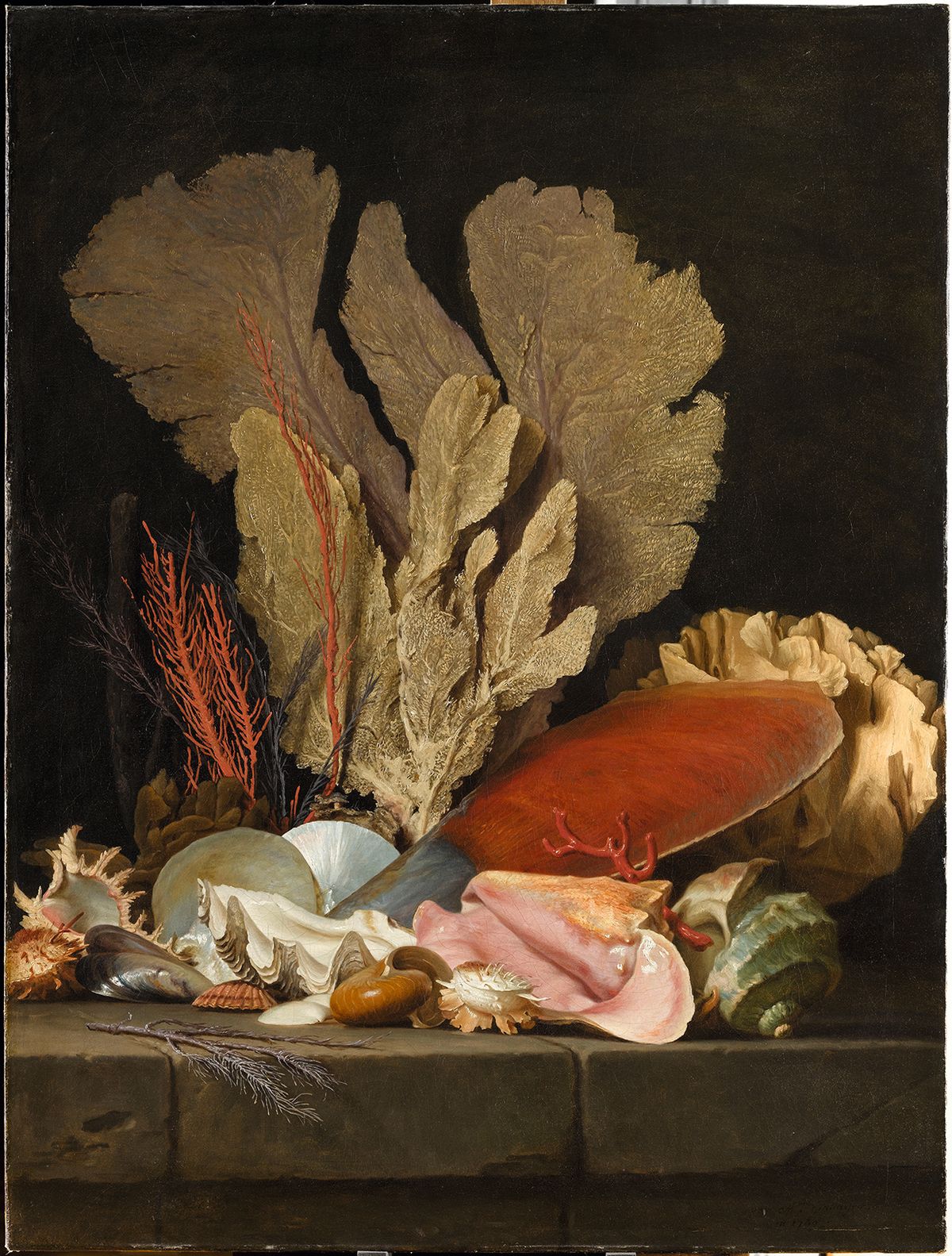 Vallayer-Coster won acclaim for her still-lifes, such as Sea Plumes, Lithophytes and Shells (1769), in the collection of the Louvre Photo: GrandPalaisRmn (Louvre Museum)/René-Gabriel Ojéda