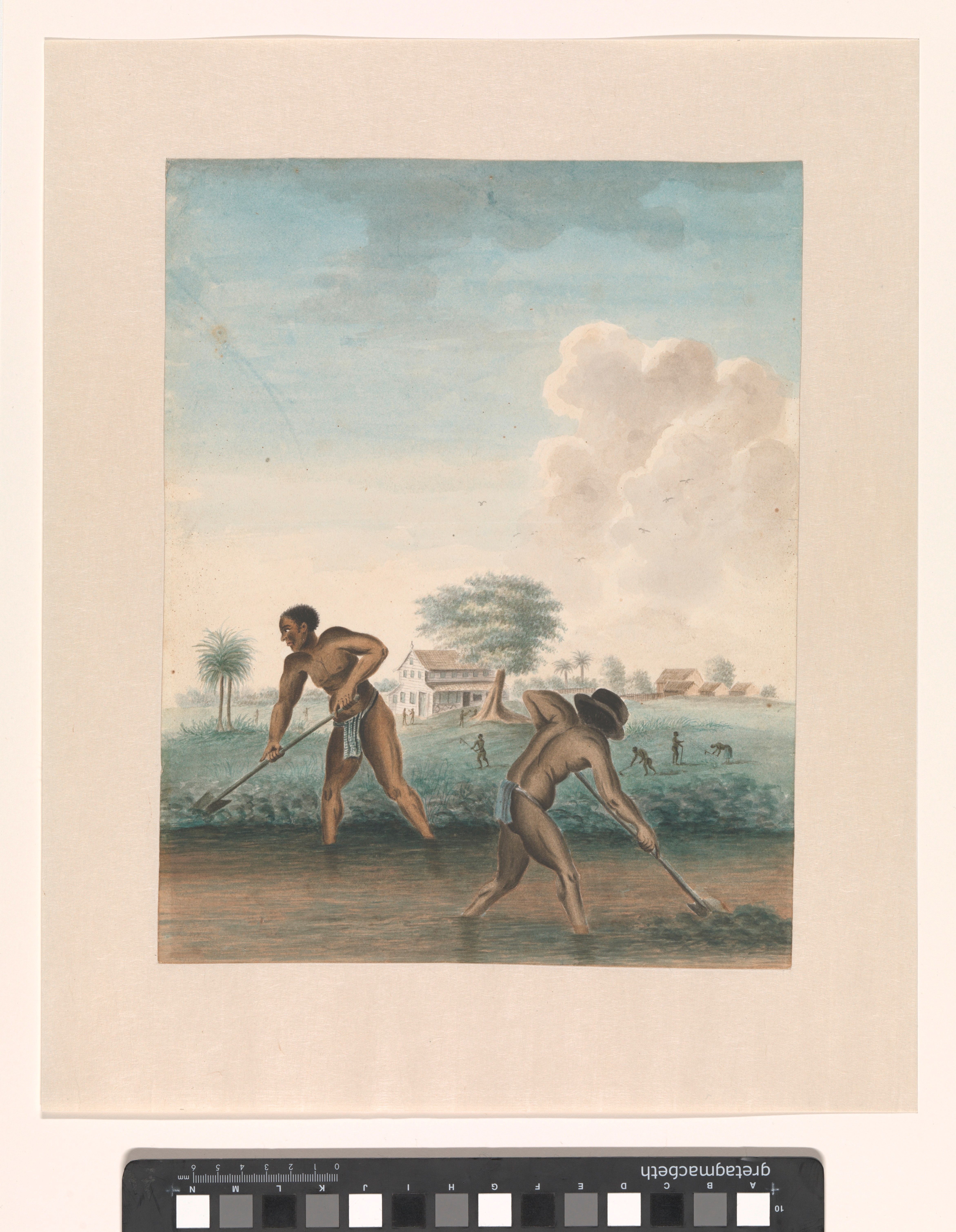 Enslaved man working on the fields by an unknown artist (around 1850) Courtesy of the Rijksmuseum. Purchased with support from the Johan Huizinga Fonds/ Rijksmuseum Fonds