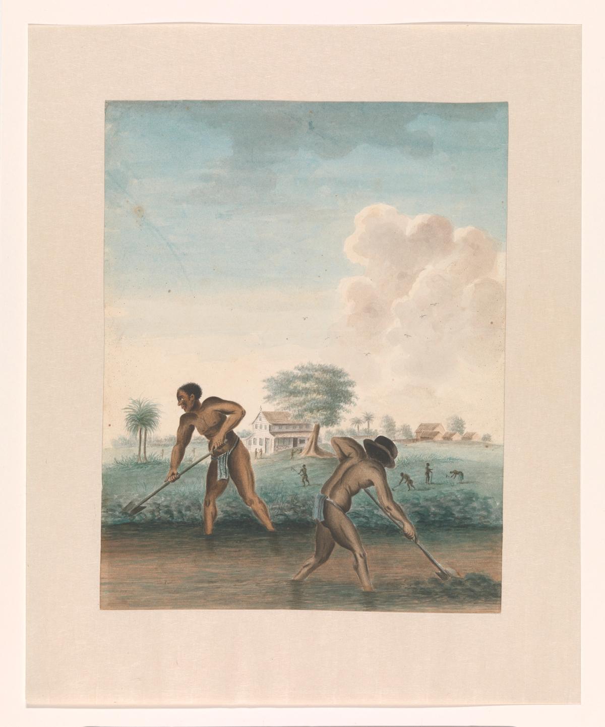 Enslaved man working on the fields by an unknown artist (around 1850) Courtesy of the Rijksmuseum. Purchased with support from the Johan Huizinga Fonds/ Rijksmuseum Fonds