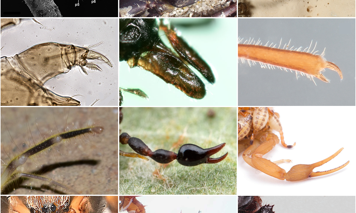 American Museum of Natural History curator detained at Istanbul airport with 1,500 spider and scorpion samples American Museum of Natural History curator detained at Istanbul airport with 1,500 spider and scorpion samples