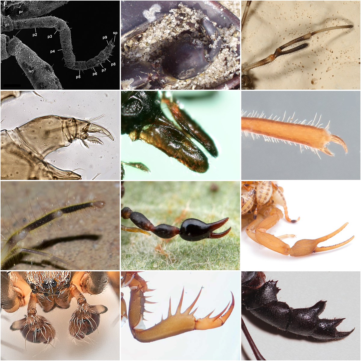 Lorenzo Prendini took part in a research study that created this collage of the pedipalps/palps of chelicerate arthropods via Wikimedia Commons