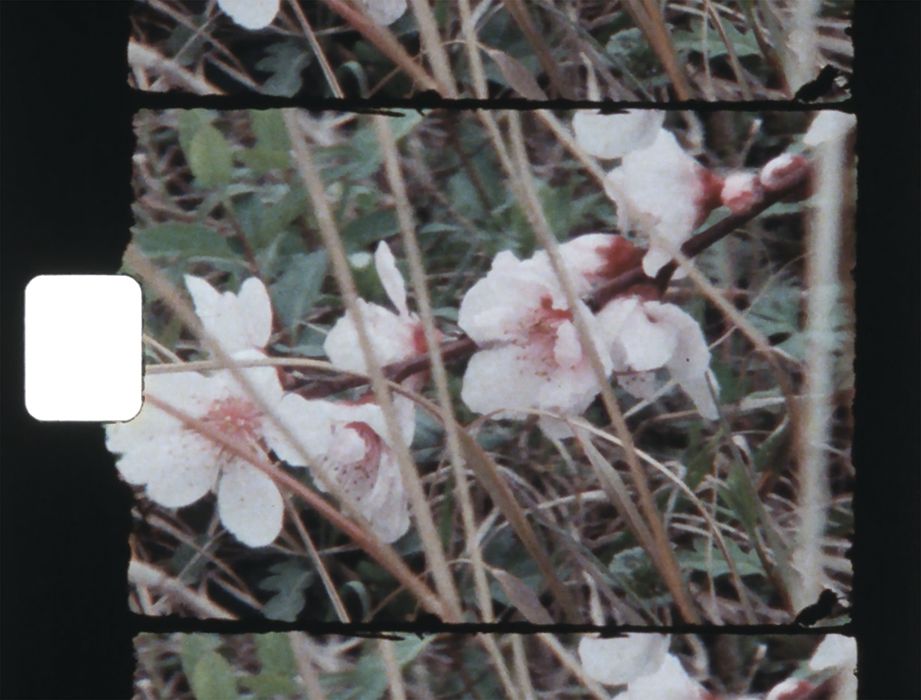 A still from Beverly Buchanan’s film Cherry Blossom Festival Ocmulgee River Happening (1982) Courtesy of Archives of American Art, Smithsonian Institution