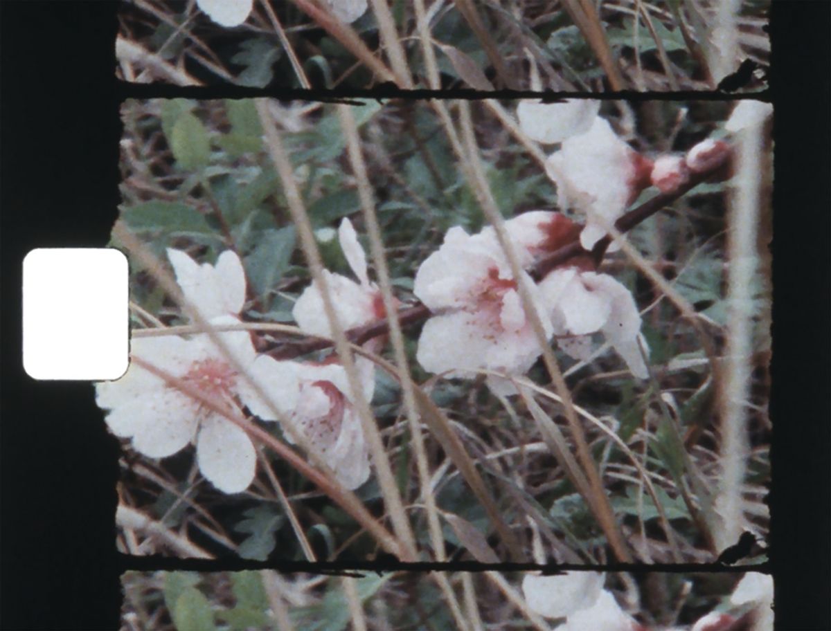 A still from Beverly Buchanan’s film Cherry Blossom Festival Ocmulgee River Happening (1982) Courtesy of Archives of American Art, Smithsonian Institution