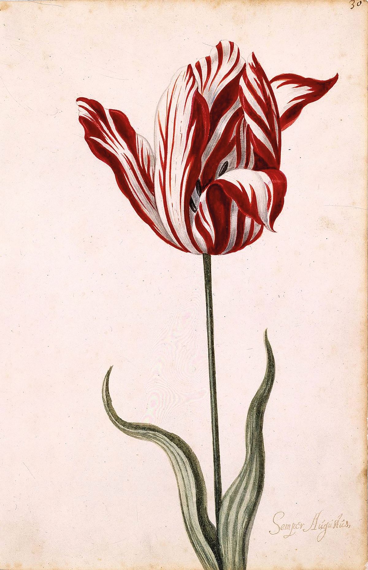 At tulipmania’s peak in 17th-century Holland, specimens cost the same as a mansion Norton Simon Art Foundation