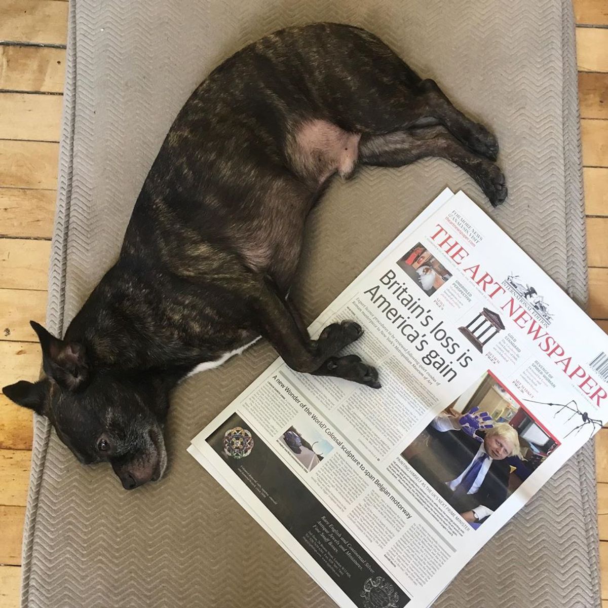 There are occasionally office dogs