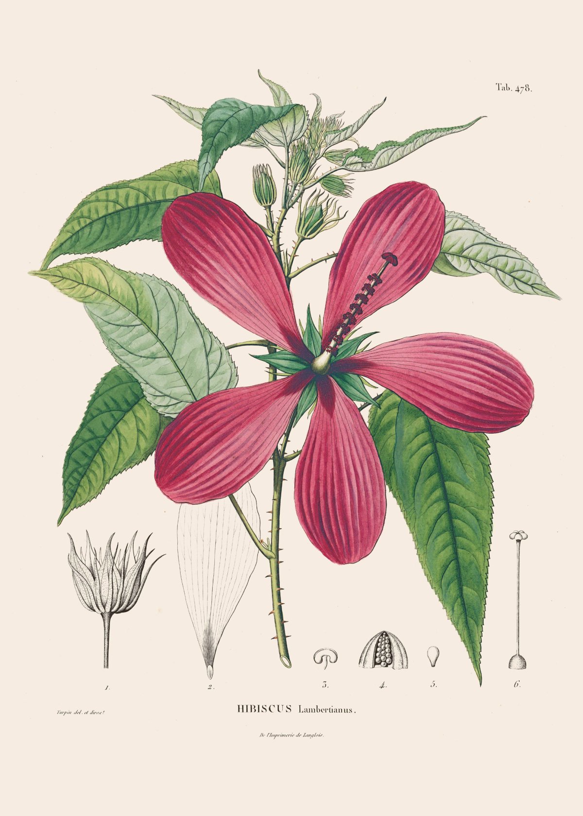 Engraving by P.J.F. Turpin after Alexander von Humboldt, Hibiscus Lambertianus (1822) Courtesy of Prestel Verlag
