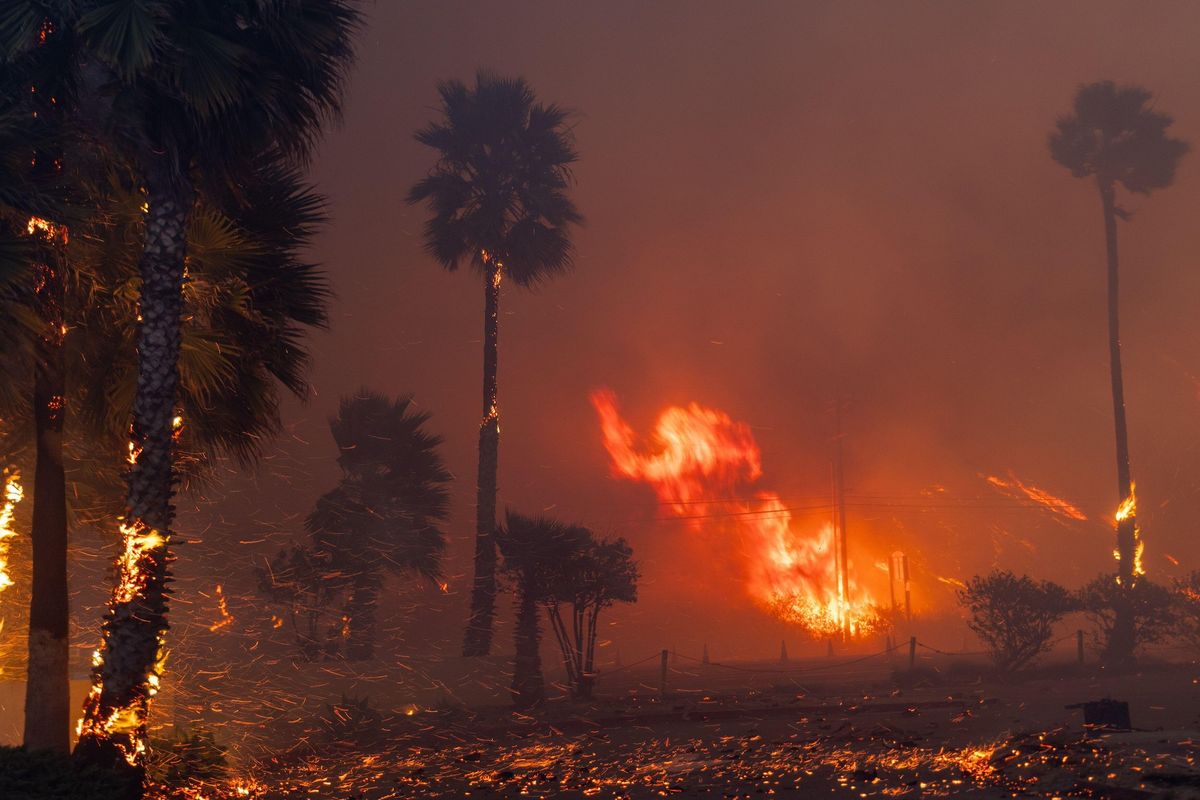 Palm trees burn at Will Rogers State Beach on Pacific Coast Highway in Pacific Palisades on 7 January Photo: © Jonathan Alcorn / ZUMA Press, Inc. / Alamy Stock Photo