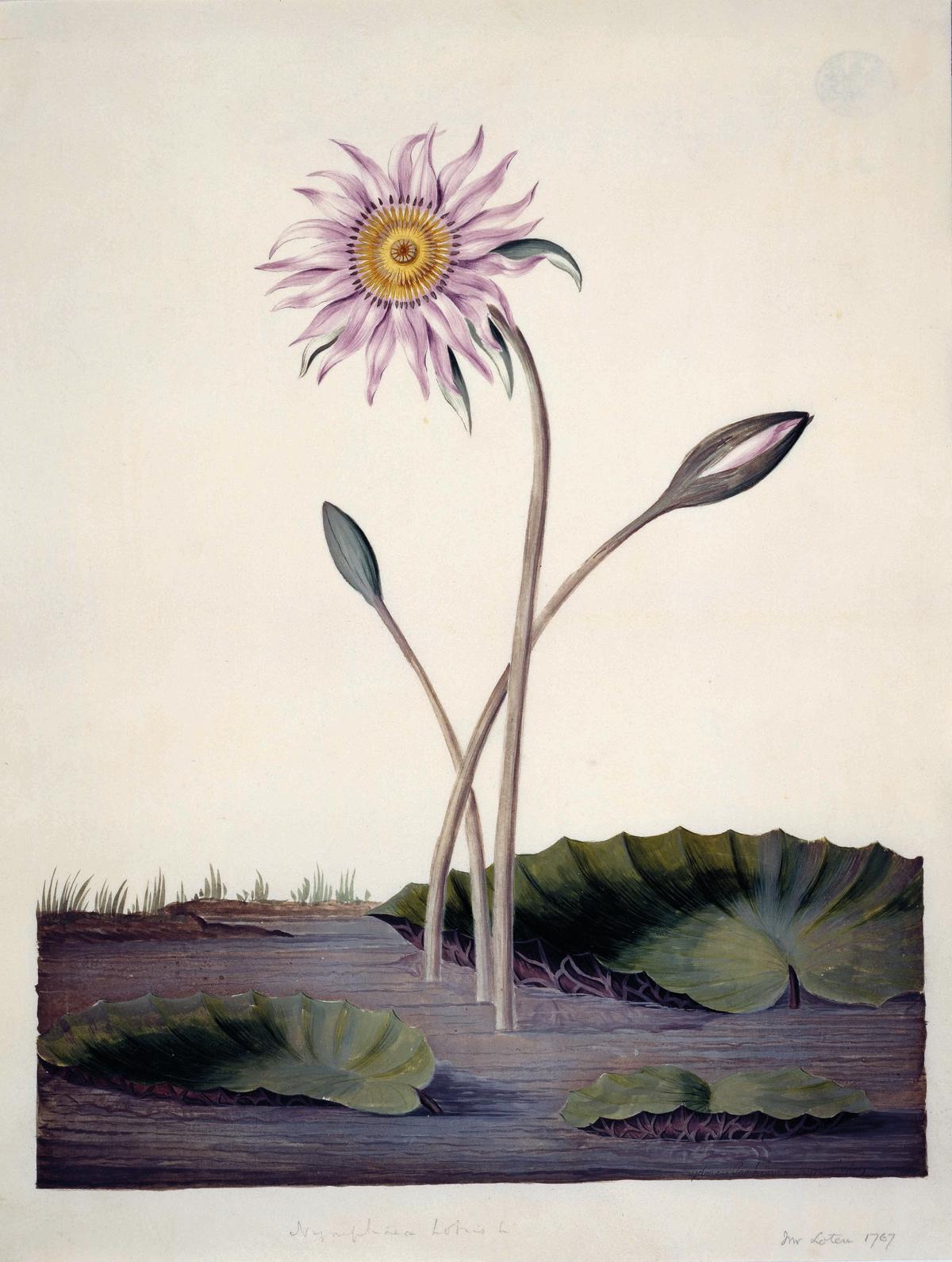 Sydney Parkinson, A lotus in bud and full flower (1767) Courtesy of the Natural History Museum