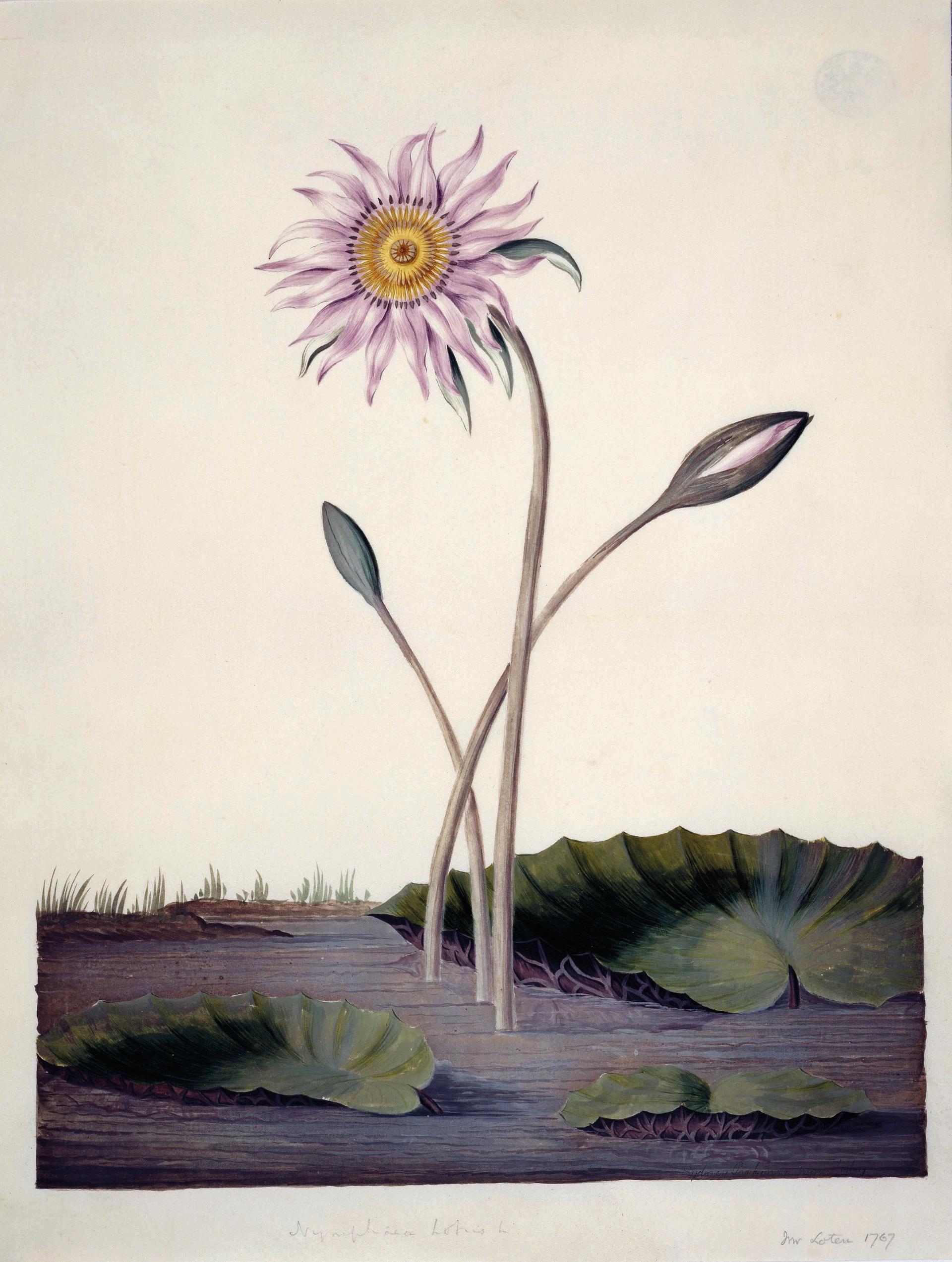 Sydney Parkinson, A lotus in bud and full flower (1767) Courtesy of the Natural History Museum