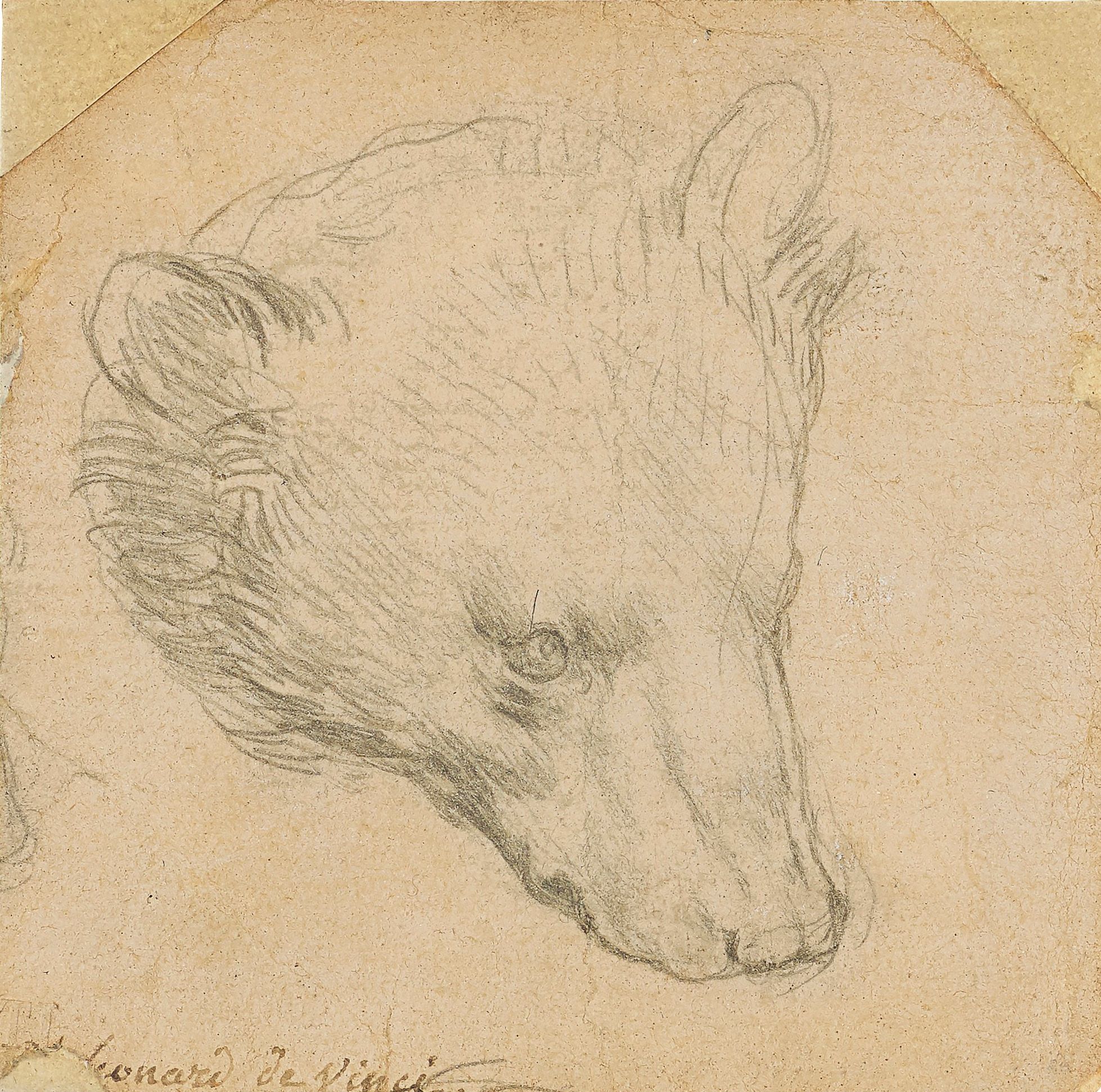 Leonardo da bear pawtrait could make record for drawing the