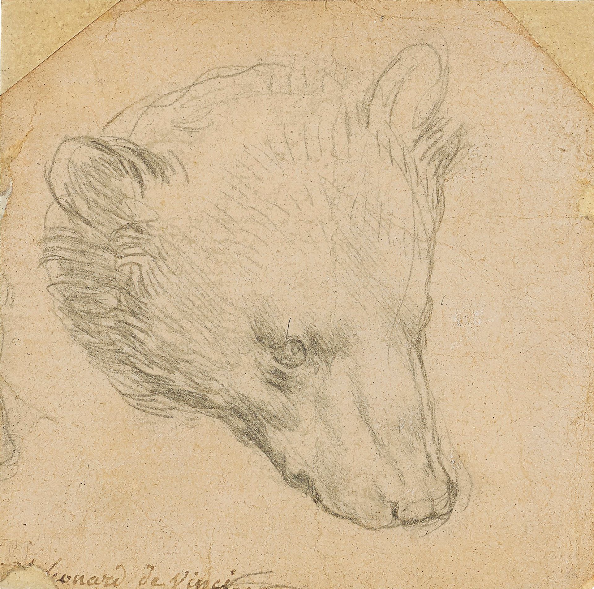 Leonardo da Vinci's Head of a Bear (around 1480) is expected to fetch between £8m to £12m © Christie's