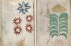 Can a new cipher help to explain the mysterious Voynich Manuscript?