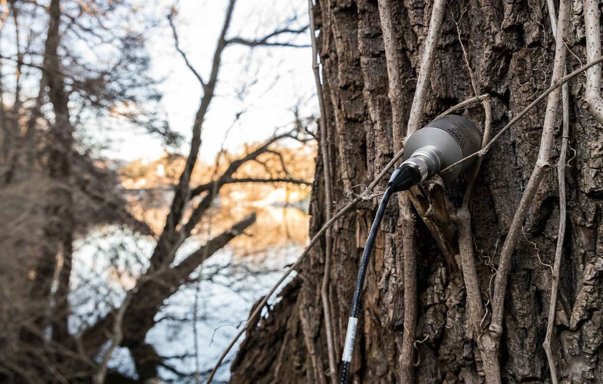 For another sound art project, the artist Bill Fontana attached an accelerometer to a tree along the Mur River in Austria to record the sounds a tree "hears" 
