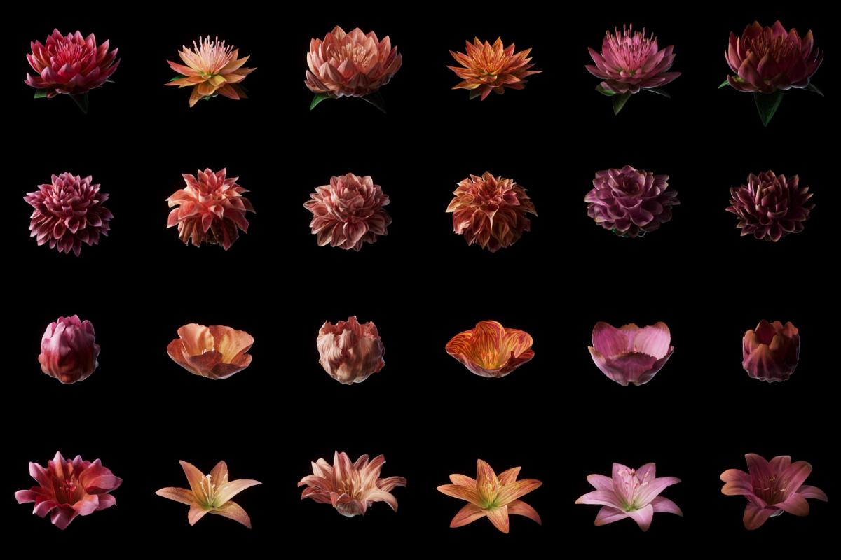 Mat Collishaw's Heterosis project allows NFT collectors to cultivate and cross-breed digital flowers, raising questions around value, beauty, desirability, natural and artificial selection