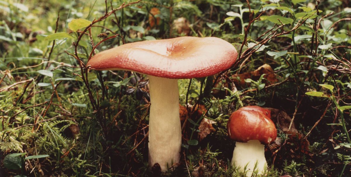 Photograph collected by Cage (Courtesy of the John Cage Mycology Collection) Photograph collected by Cage (Courtesy of the John Cage Mycology Collection)